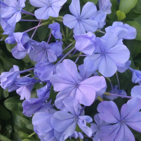 Meet your Posher, Elizabeth - Picture 1 of 1